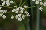 Water cowbane